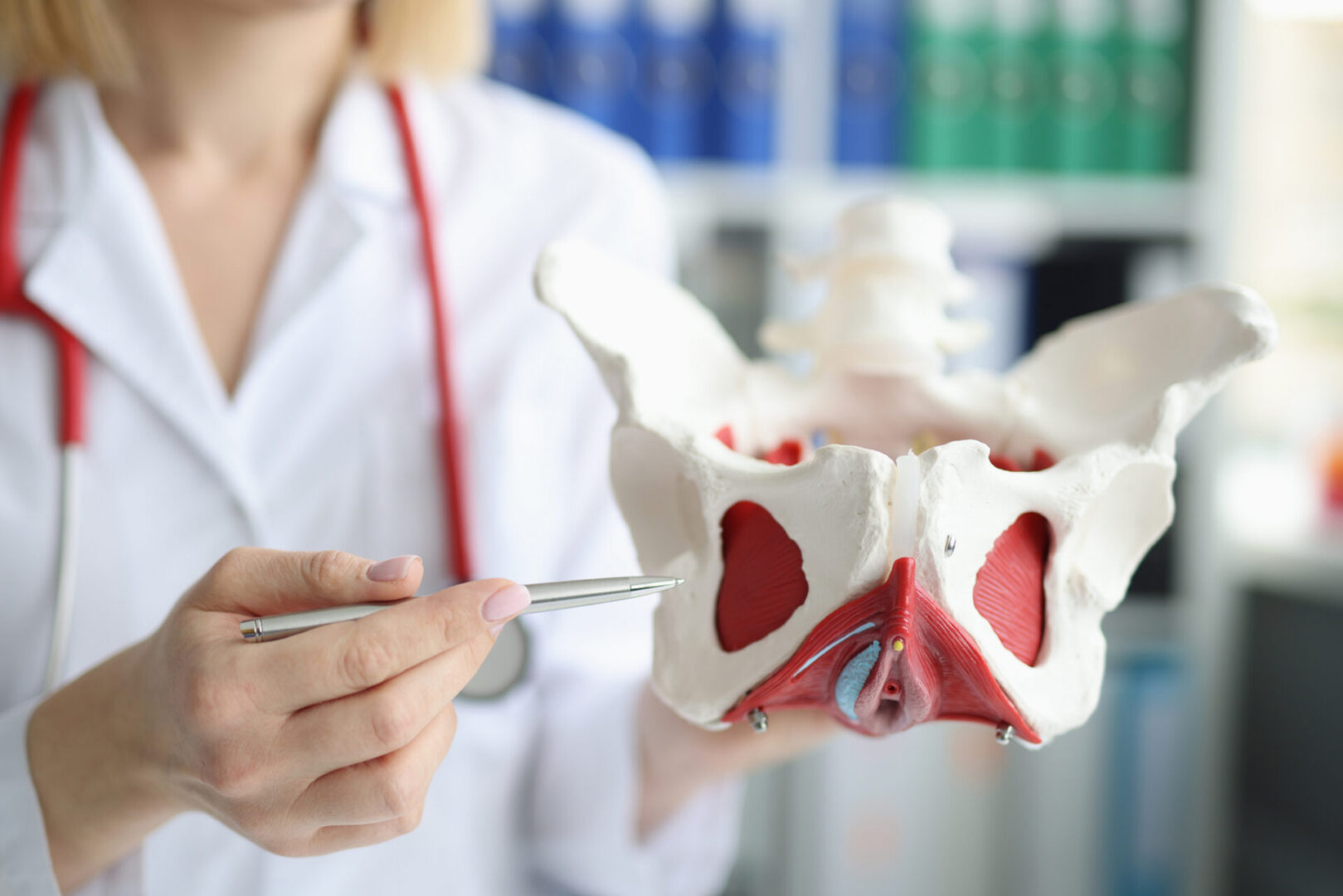 Medical professional holding pelvic bone model
