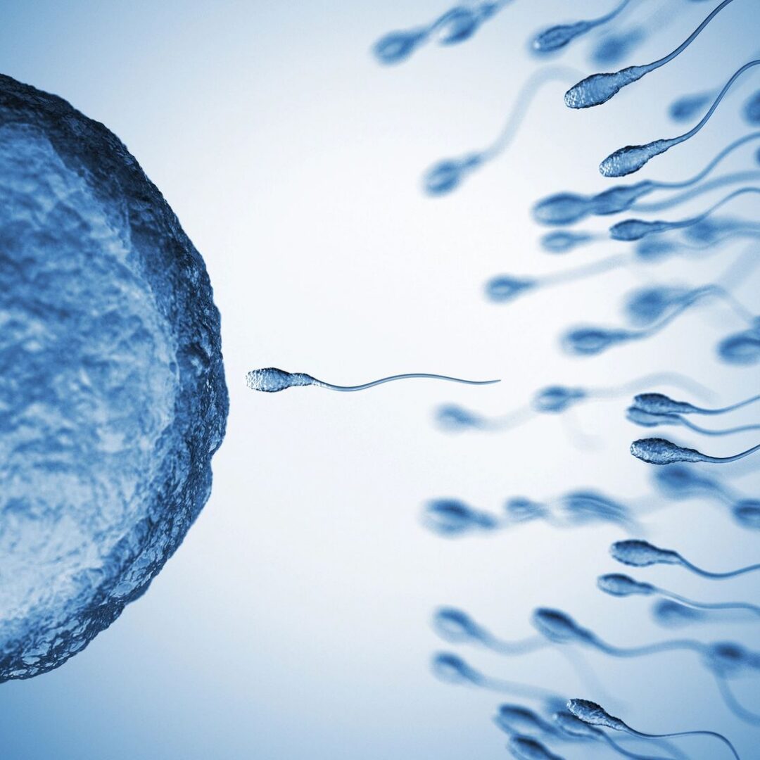 Sperm approaching an egg