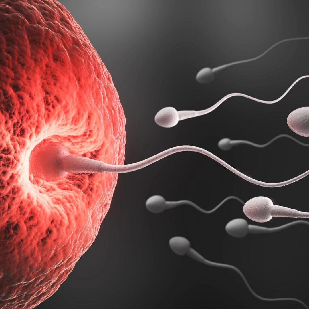 Fertilization process illustration