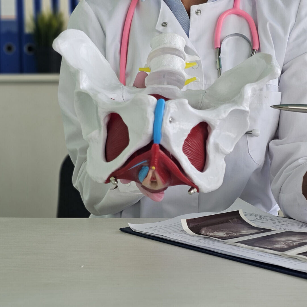 Doctor demonstrating pelvic anatomy model